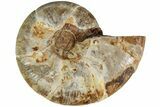 Jurassic Cut & Polished Ammonite Fossil (Half)- Madagascar #215989-1